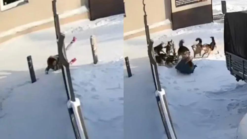 
        Стая бродячих собак напала на&nbsp;сотрудницу отеля    