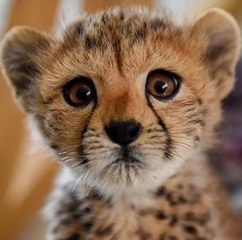 
        30&nbsp;снимков, доказывающих, что&nbsp;мимимишность спасёт мир    