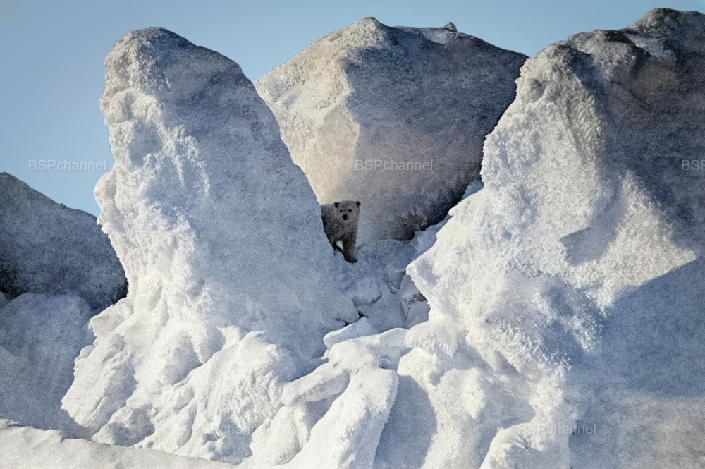 Удивительные и забавные фотографии с животными
Удивительные и забавные фотографии с животными