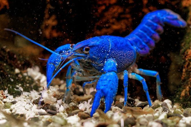 
        Лягушачий краб: существо между раком и&nbsp;крабом    