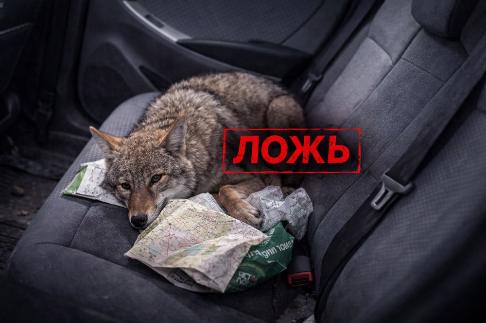 
        Правда ли, что&nbsp;больные животные специально выходят за&nbsp;помощью к&nbsp;людям?    