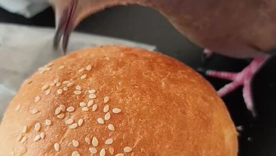 
        Пернатый любитель кунжута    