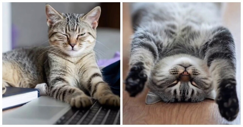 
        Что&nbsp;означают позы кошек    