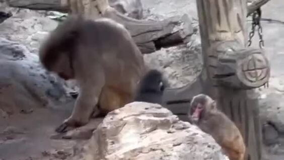 Обезьянка Панч учится отстаивать свои границы
Обезьянка Панч учится отстаивать свои границы