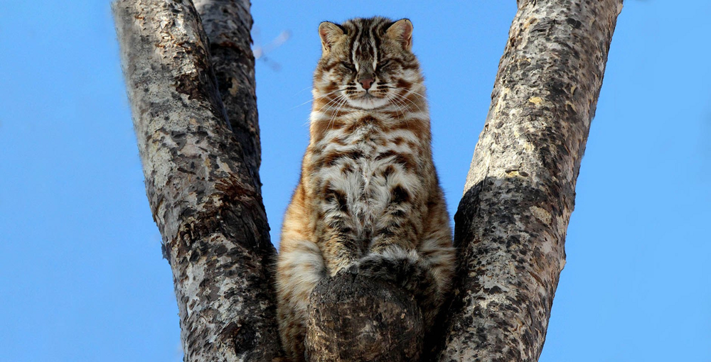 
        Амурский лесной кот: готов к&nbsp;охоте даже на&nbsp;копытных    