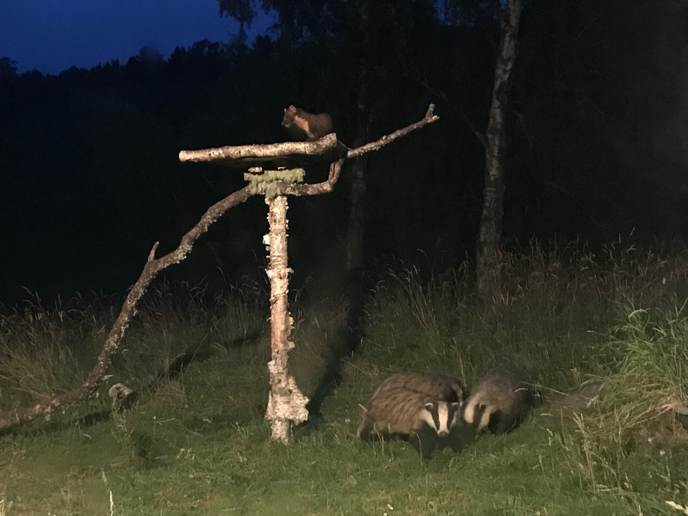 
        Барсук: единственный, кто&nbsp;выходит из&nbsp;спячки толстым и&nbsp;сытым, пока другие звери истощены    