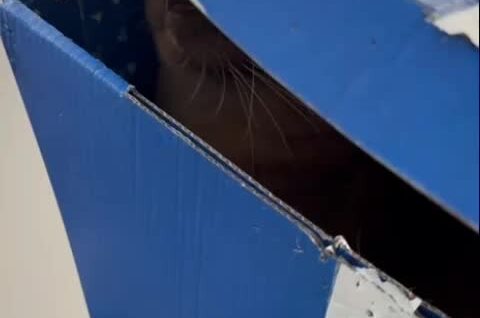 
        Пушистый контролёр    