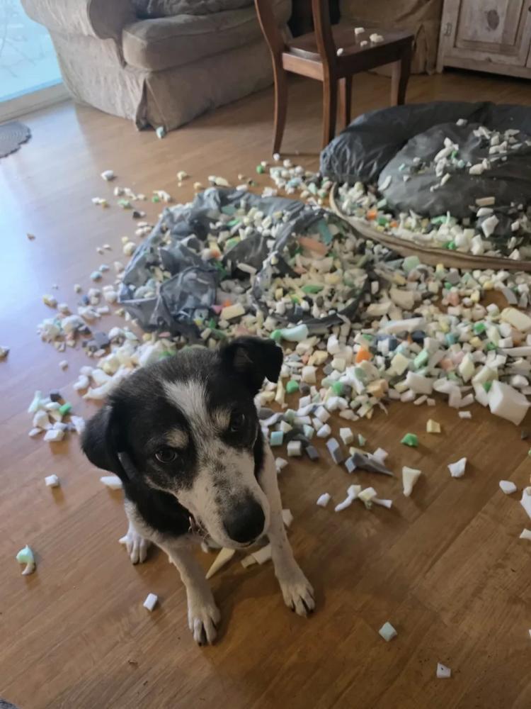 30 очаровательных пакостников, которые знают толк в дизайне и перепланировке
30 очаровательных пакостников, которые знают толк в дизайне и перепланировке