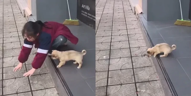 
        Девочка учит щенка преодолеть страх высоты    