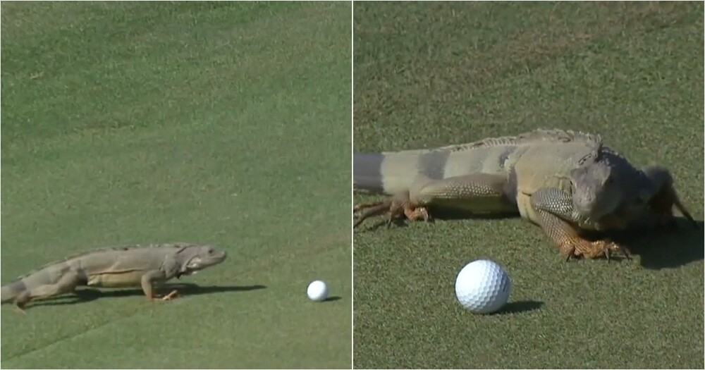 Игуана устроила диверсию на соревнованиях по гольфу
Игуана устроила диверсию на соревнованиях по гольфу