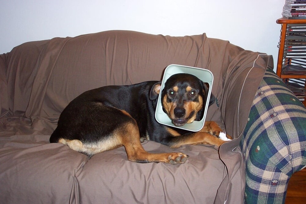 30 очаровательных пакостников, которые знают толк в дизайне и перепланировке
30 очаровательных пакостников, которые знают толк в дизайне и перепланировке