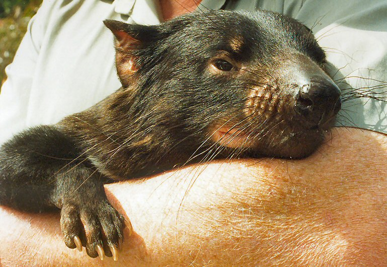 
        Тасманский дьявол: буйный хищник с&nbsp;кучей странностей    