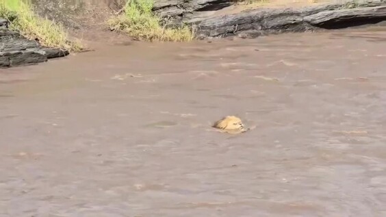 Лев чуть не стал обедом крокодила
Лев чуть не стал обедом крокодила