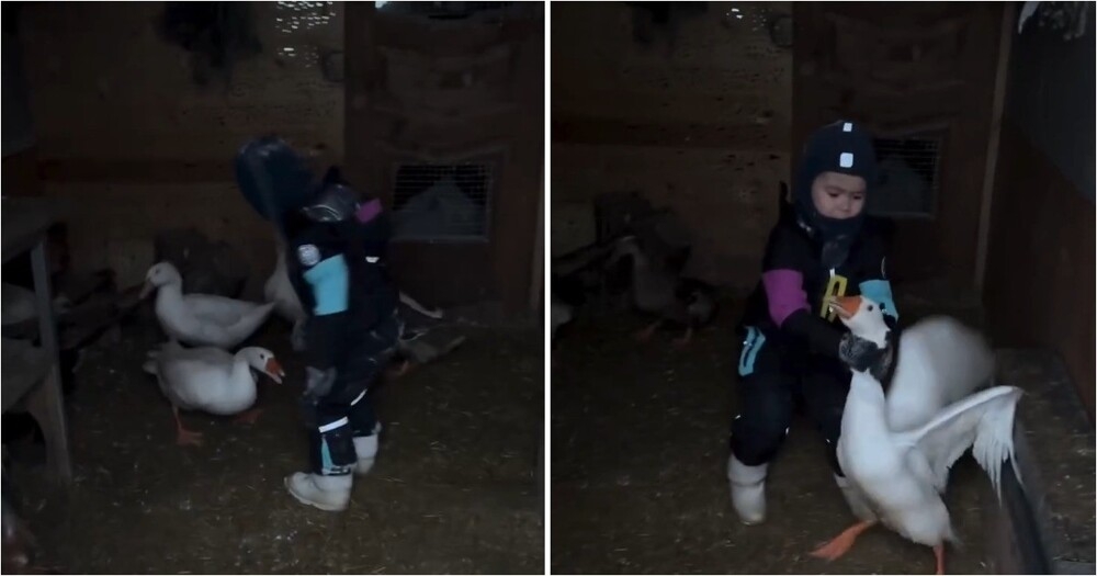 
        Деревенский мальчик без&nbsp;страха вытащил гуся из&nbsp;сарая    