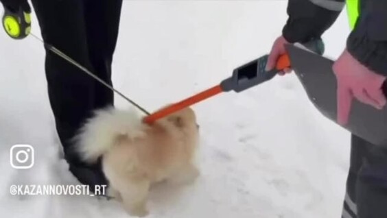 
        В&nbsp;Казани прошел рейд по&nbsp;выявлению нечипированных собак    