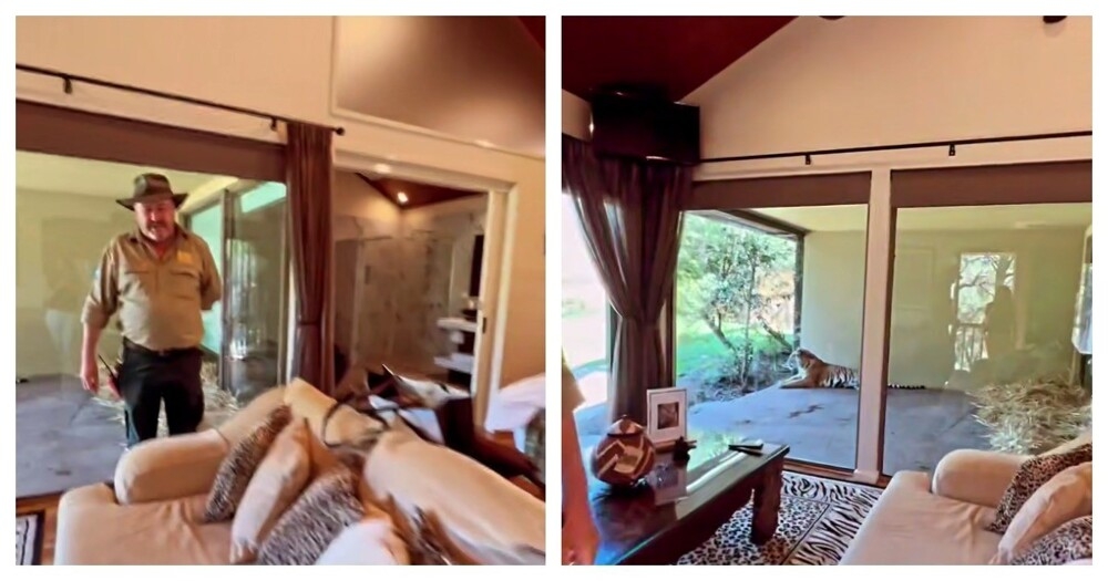 Отель с тиграми в Австралии
Отель с тиграми в Австралии