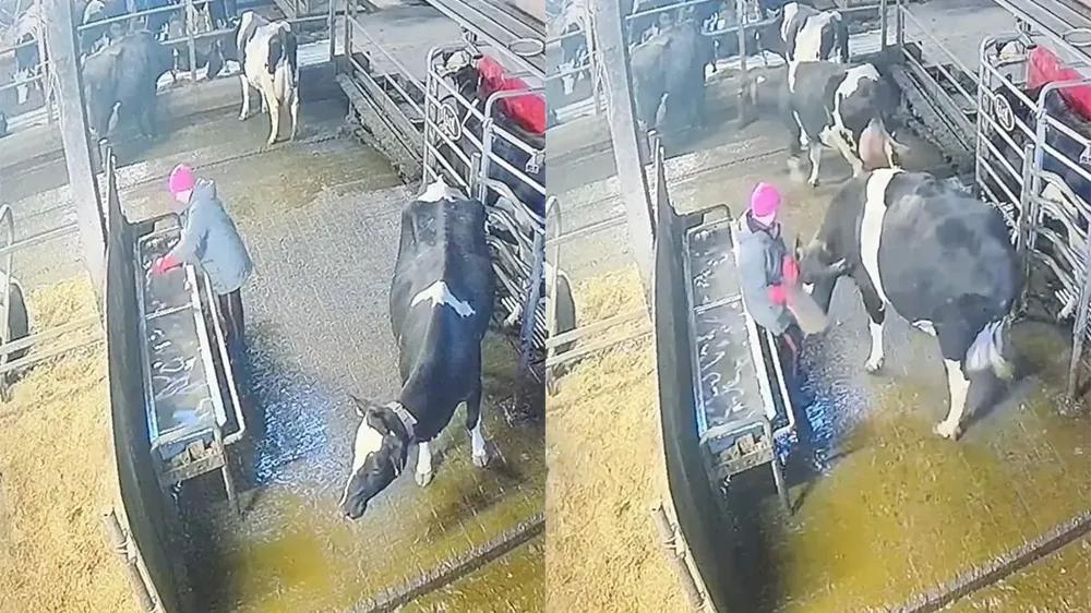 
        Корова решила дать отпор работнице фермы    