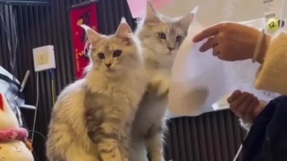 
        В&nbsp;Гонконге открыли салон с&nbsp;кошачьим массажем    