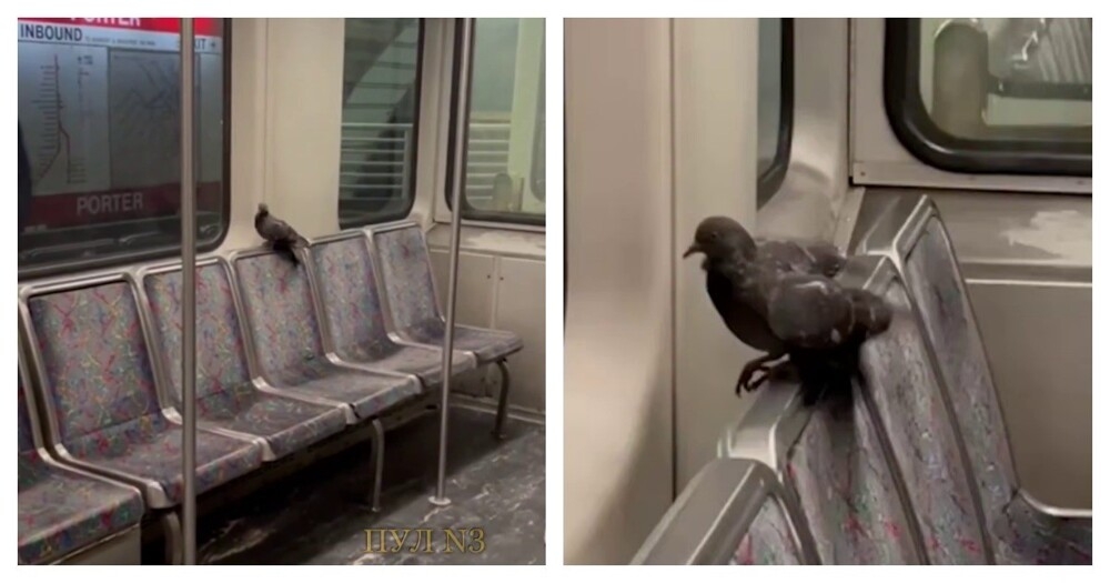 Голубь прокатился в американском метро
Голубь прокатился в американском метро