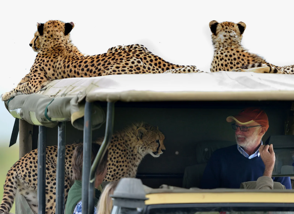 Добрый котик: почему гепарды никогда не нападают на человека?
Добрый котик: почему гепарды никогда не нападают на человека?