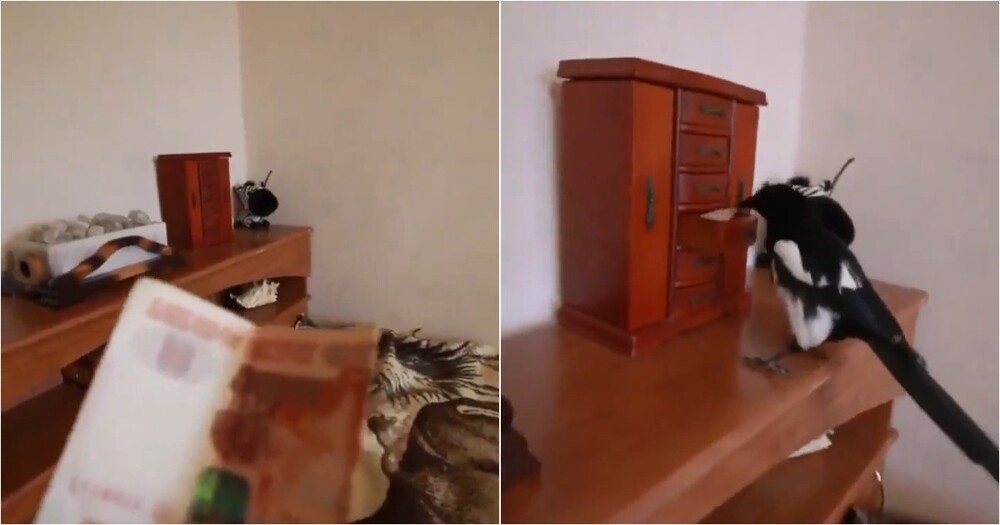 Мужчина проверил интеллект сороки
Мужчина проверил интеллект сороки