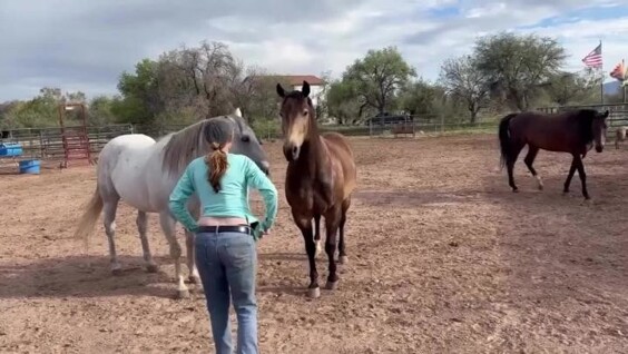 
        Реакция лошадей на&nbsp;грудь женщины    