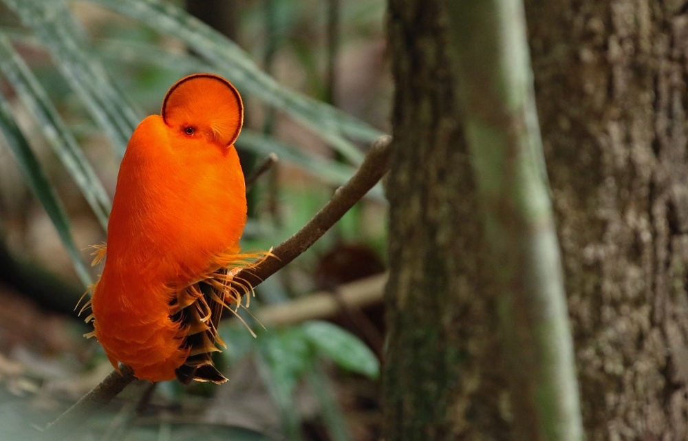 
        Гвианский петушок: птица, у&nbsp;которой нет&nbsp;лица. Вместо него &mdash; оранжевый диск    
