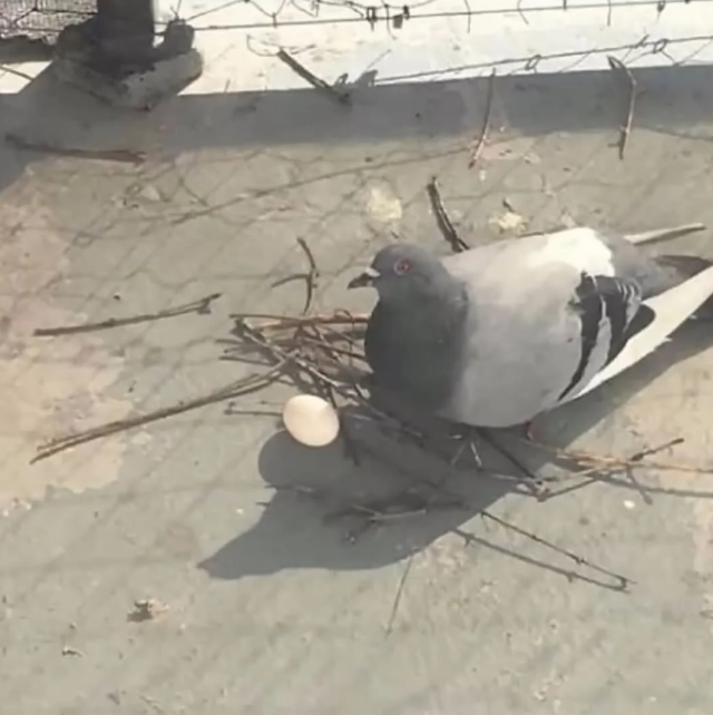 Как голуби строят свои гнезда: (7 фото + видео)