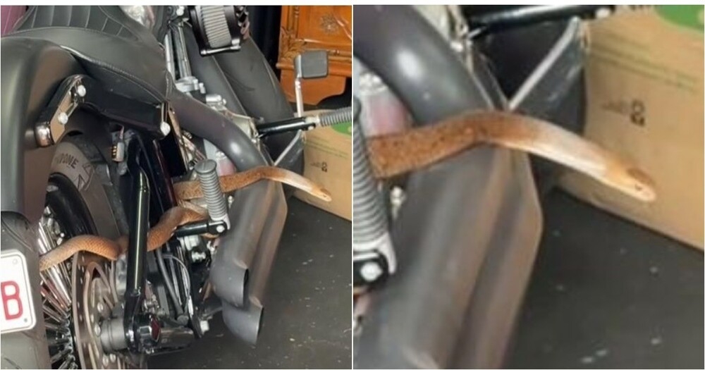 
        Крупная ядовитая змея забралась на&nbsp;мотоцикл    