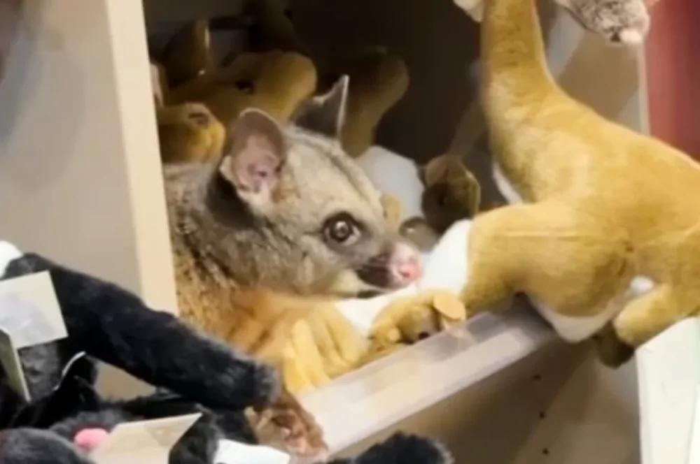 В Австралии поссум спрятался среди игрушек в магазине аэропорта
В Австралии поссум спрятался среди игрушек в магазине аэропорта