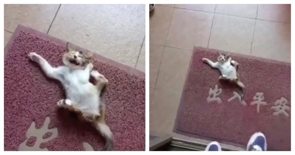 
        Шкодливый котёнок попал в&nbsp;ловушку    