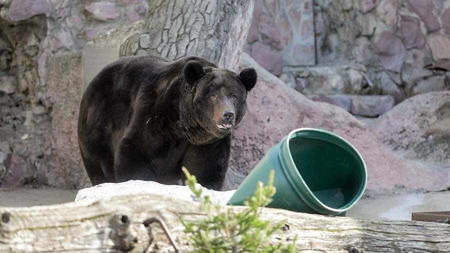 
        Медведи в&nbsp;Московском зоопарке начали просыпаться после зимней спячки    