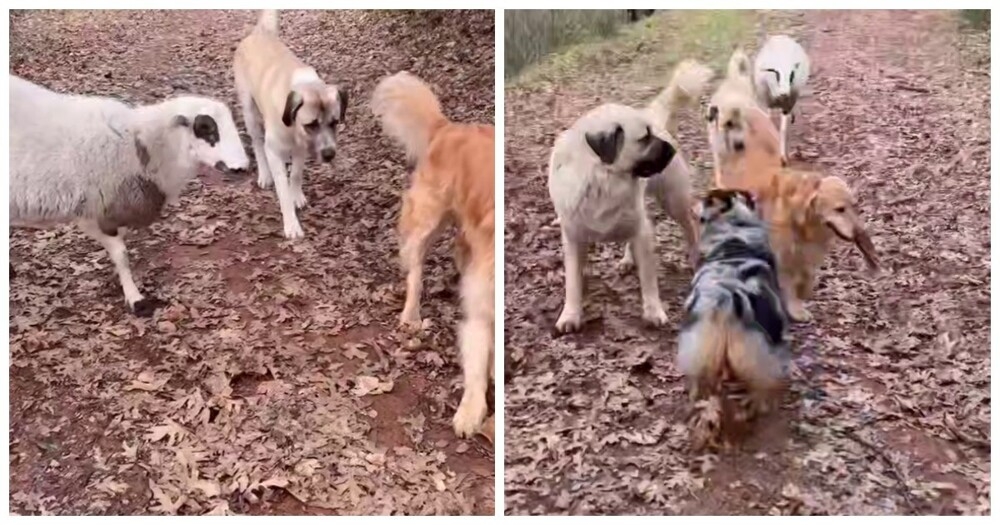 
        Барашек считает себя собакой    