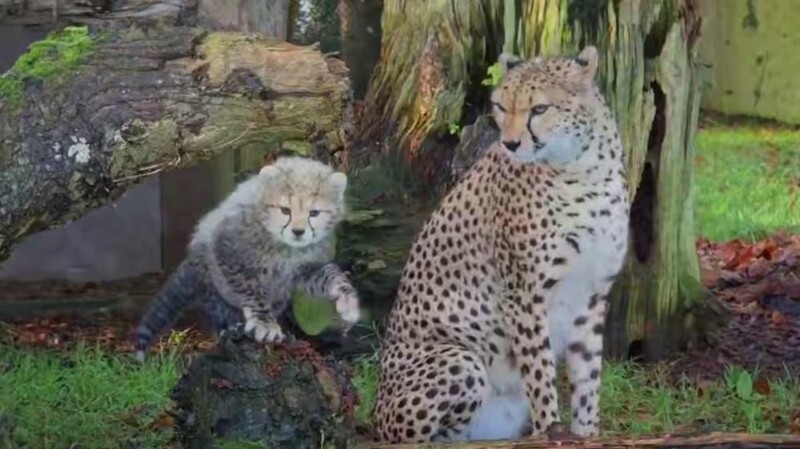 Как мяукают гепарды
Как мяукают гепарды