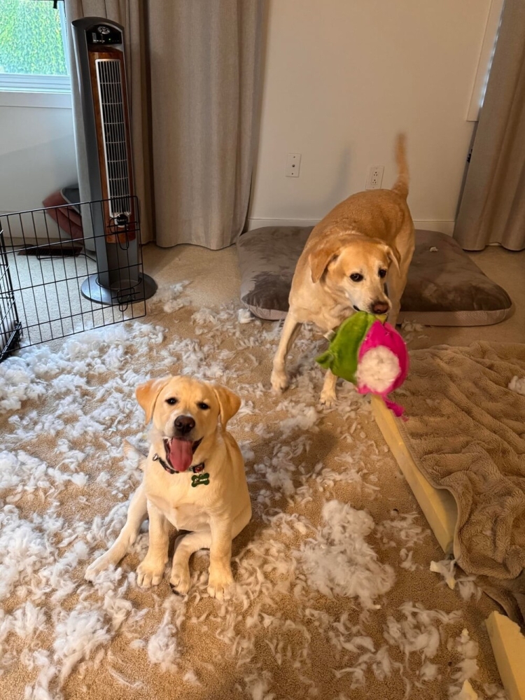 30 очаровательных пакостников, которые знают толк в дизайне и перепланировке
30 очаровательных пакостников, которые знают толк в дизайне и перепланировке