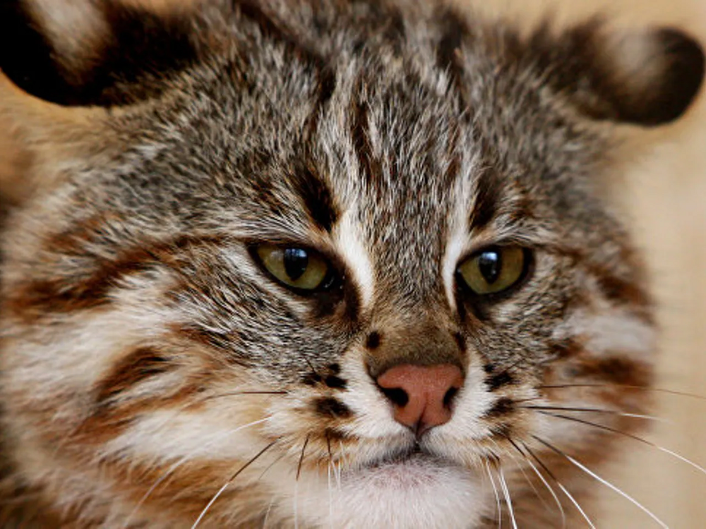 
        Амурский лесной кот: готов к&nbsp;охоте даже на&nbsp;копытных    