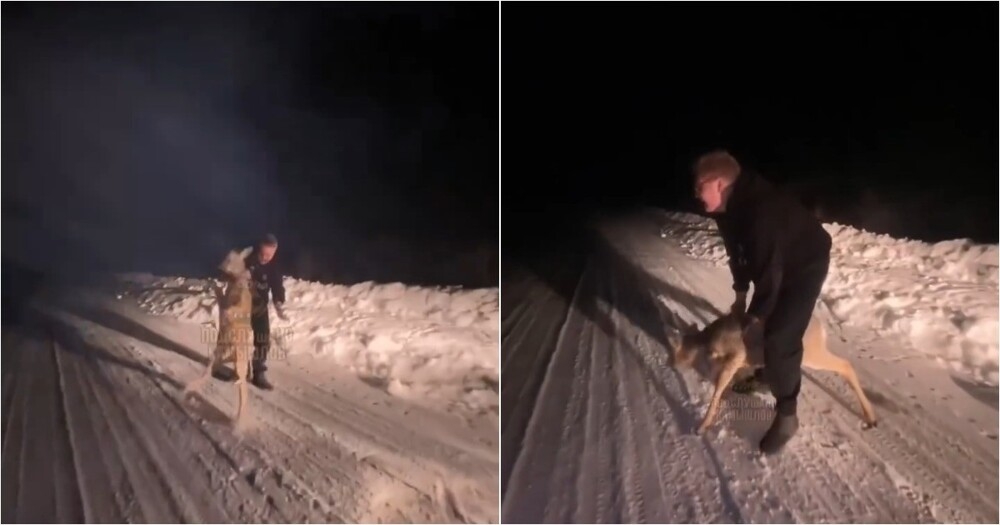 Сын замглавы свердловского поселка швырнул косулёнка об асфальт
Сын замглавы свердловского поселка швырнул косулёнка об асфальт