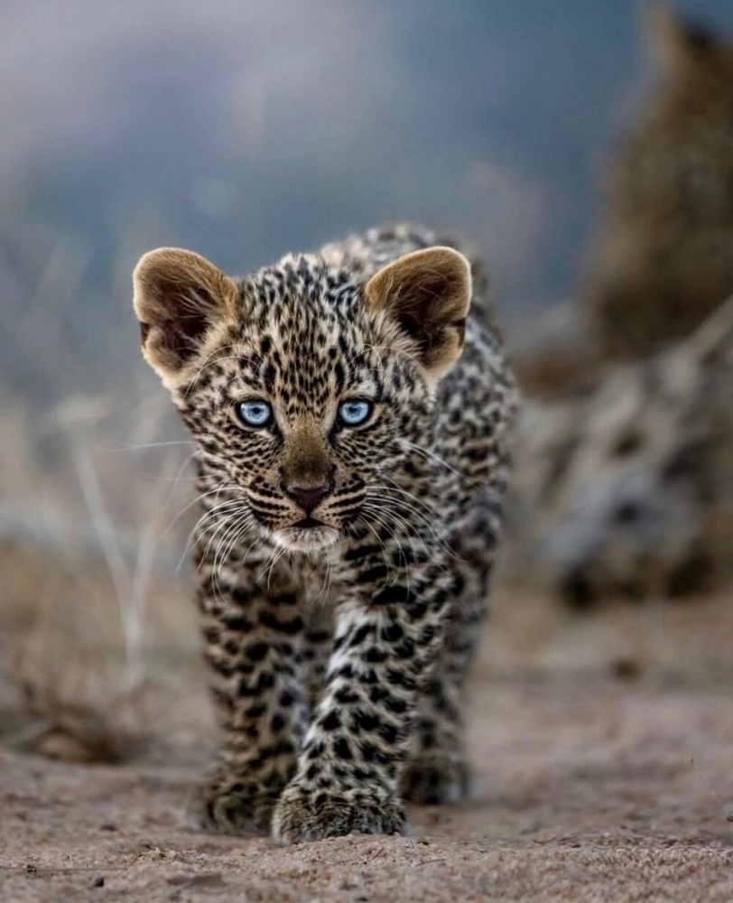 25 фотографий, после просмотра которых захочется купить палатку и уехать в лес
25 фотографий, после просмотра которых захочется купить палатку и уехать в лес