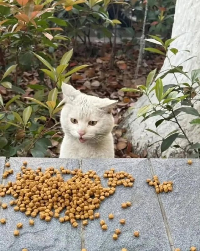 
        Уличный кот&nbsp;удивляется корму    