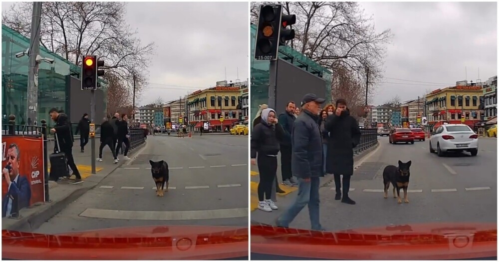 
        Пёс&nbsp;несколько минут мешал автомобилю проехать    