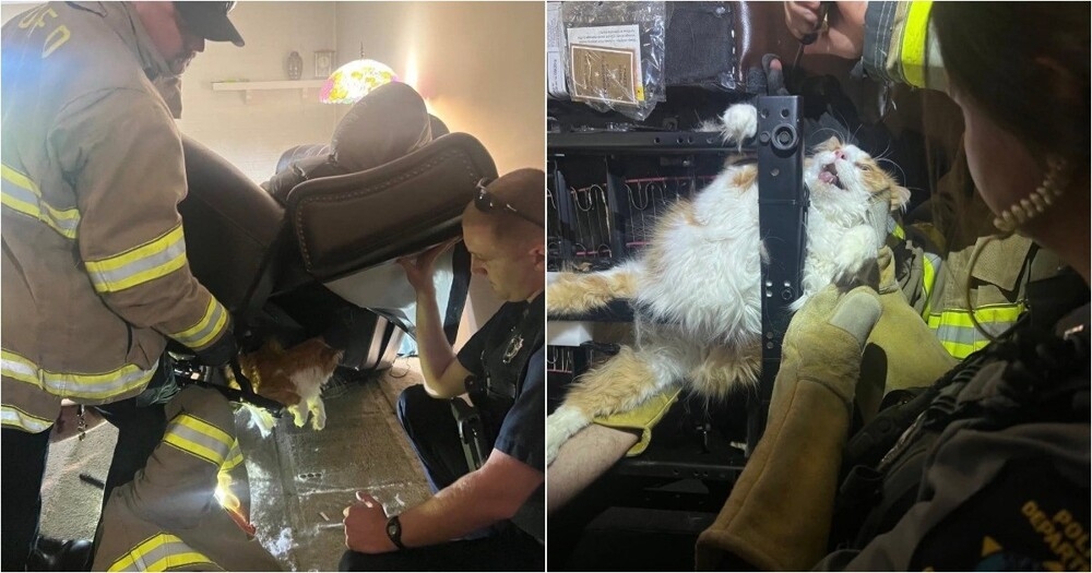 
        Толстый кот&nbsp;предпочёл застрять в&nbsp;кресле, лишь бы&nbsp;не&nbsp;ходить к&nbsp;ветеринару    