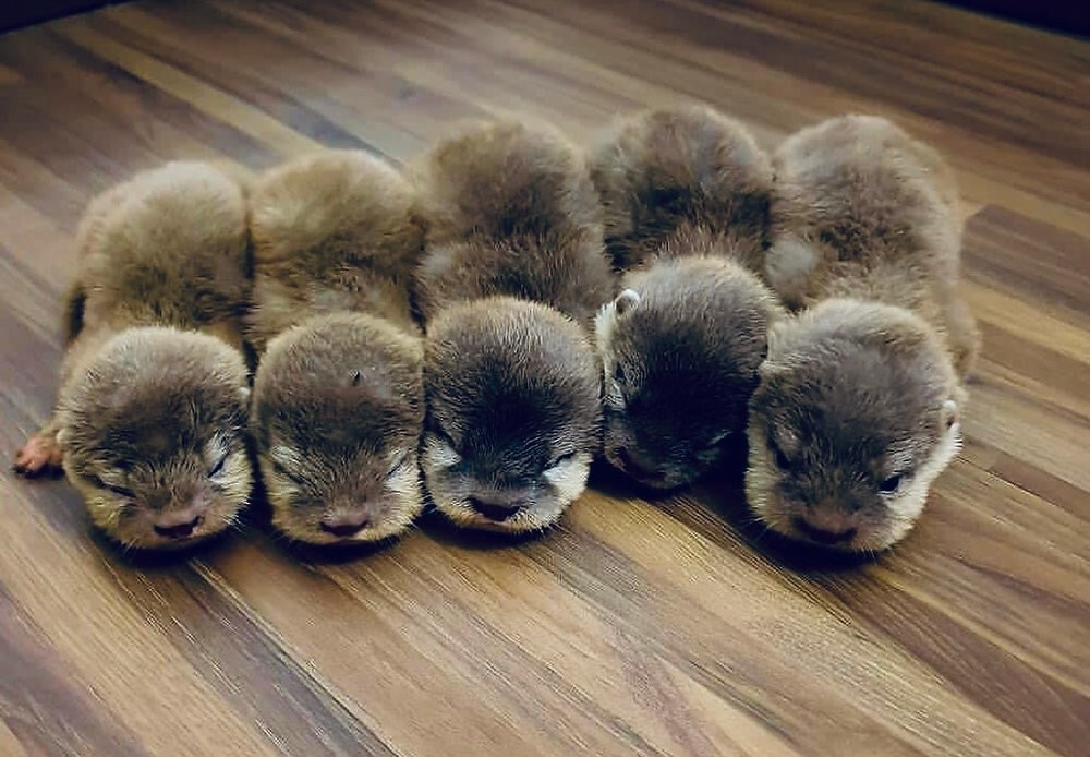 
        30&nbsp;снимков, доказывающих, что&nbsp;мимимишность спасёт мир    