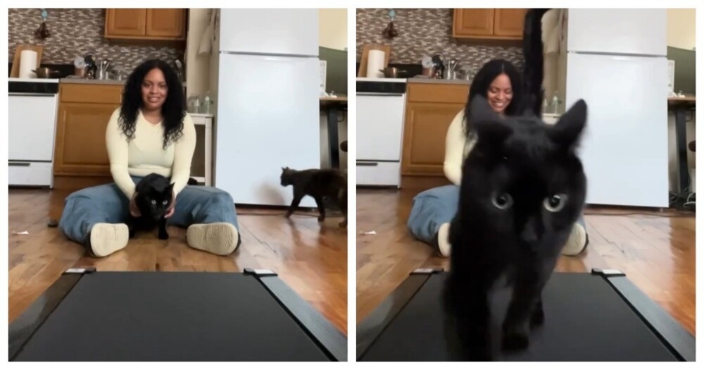 
        Тренировка кота на&nbsp;беговой дорожке    