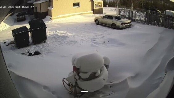 
        Нападение собак на&nbsp;женщину в&nbsp;Нерюнгри    