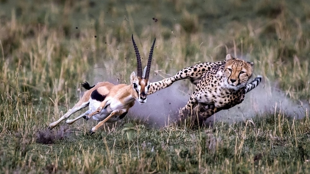 Добрый котик: почему гепарды никогда не нападают на человека?
Добрый котик: почему гепарды никогда не нападают на человека?