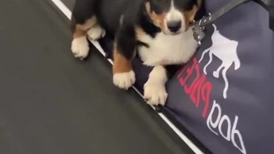 
        В&nbsp;США&nbsp;&laquo;хитрый&raquo; корги обманул полицейскую академию    