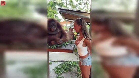 
        Орангутан рассмешил девушку неожиданным жестом    