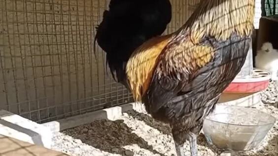 Петух перестарался
Петух перестарался