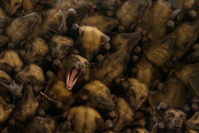 
        9&nbsp;реально странных фотографий дикой природы    