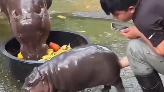 Сотрудник зоопарка познал ярость детёныша бегемота
Сотрудник зоопарка познал ярость детёныша бегемота